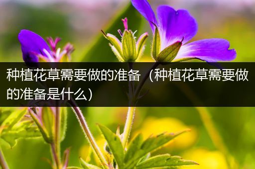 种植花草需要做的准备（种植花草需要做的准备是什么）