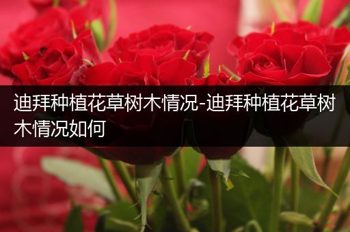 迪拜种植花草树木情况-迪拜种植花草树木情况如何