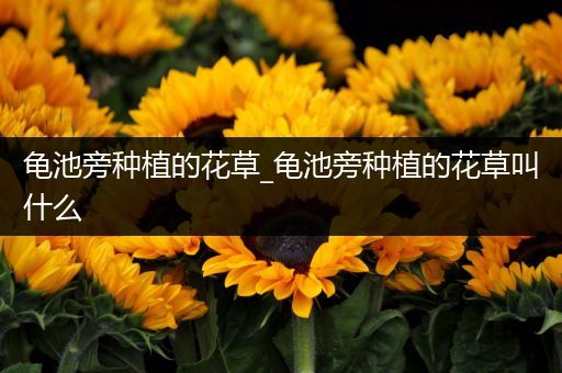 龟池旁种植的花草_龟池旁种植的花草叫什么