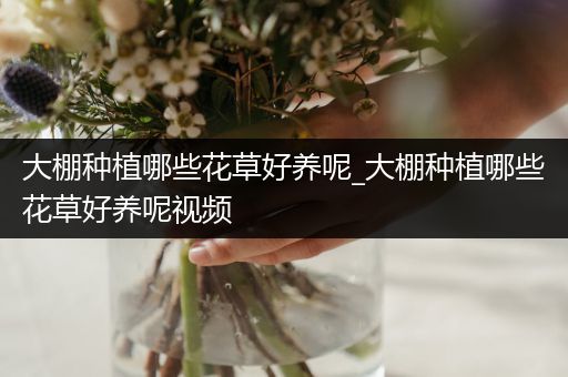 大棚种植哪些花草好养呢_大棚种植哪些花草好养呢视频