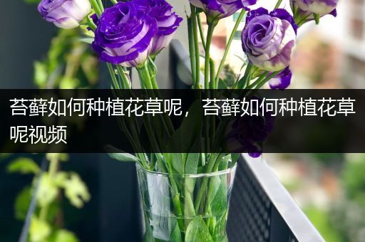 苔藓如何种植花草呢，苔藓如何种植花草呢视频