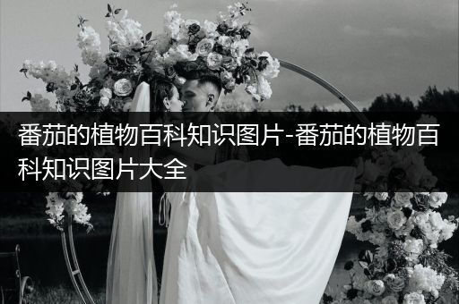 番茄的植物百科知识图片-番茄的植物百科知识图片大全