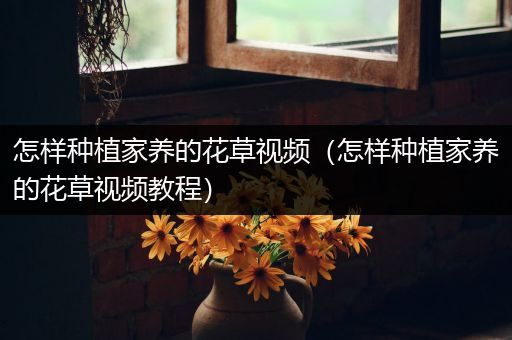 怎样种植家养的花草视频（怎样种植家养的花草视频教程）
