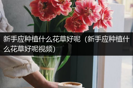 新手应种植什么花草好呢（新手应种植什么花草好呢视频）