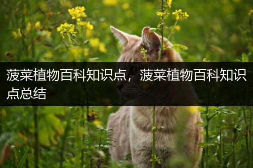 菠菜植物百科知识点，菠菜植物百科知识点总结