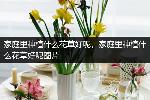 家庭里种植什么花草好呢，家庭里种植什么花草好呢图片