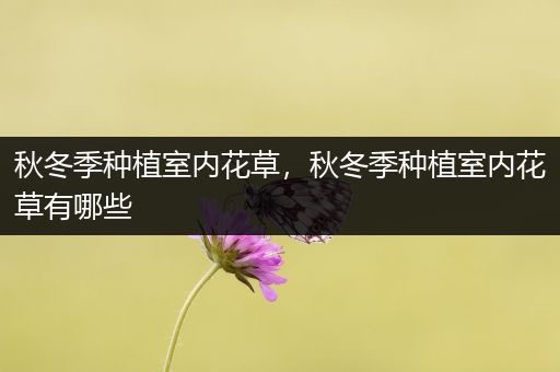 秋冬季种植室内花草，秋冬季种植室内花草有哪些