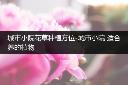 城市小院花草种植方位-城市小院 适合养的植物