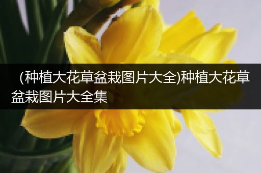 （种植大花草盆栽图片大全)种植大花草盆栽图片大全集