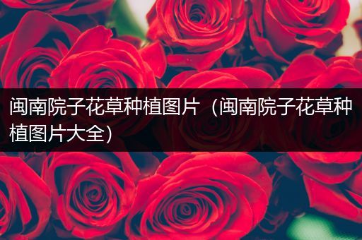 闽南院子花草种植图片（闽南院子花草种植图片大全）