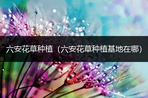 六安花草种植（六安花草种植基地在哪）