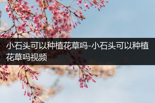 小石头可以种植花草吗-小石头可以种植花草吗视频