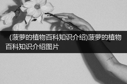 （菠萝的植物百科知识介绍)菠萝的植物百科知识介绍图片