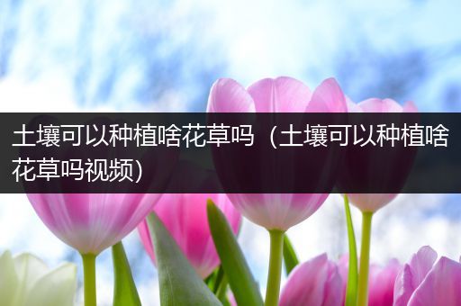 土壤可以种植啥花草吗（土壤可以种植啥花草吗视频）