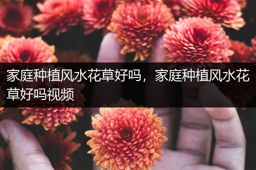 家庭种植风水花草好吗，家庭种植风水花草好吗视频
