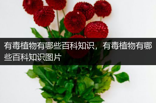 有毒植物有哪些百科知识，有毒植物有哪些百科知识图片