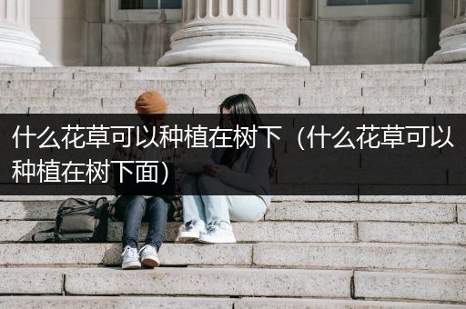 什么花草可以种植在树下（什么花草可以种植在树下面）