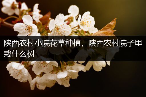 陕西农村小院花草种植，陕西农村院子里栽什么树