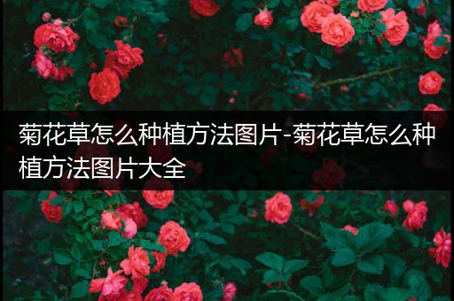 菊花草怎么种植方法图片-菊花草怎么种植方法图片大全