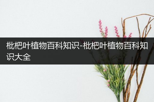 枇杷叶植物百科知识-枇杷叶植物百科知识大全