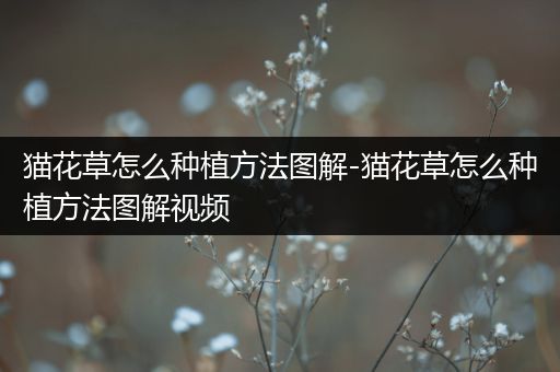 猫花草怎么种植方法图解-猫花草怎么种植方法图解视频