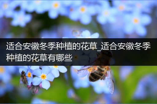 适合安徽冬季种植的花草_适合安徽冬季种植的花草有哪些