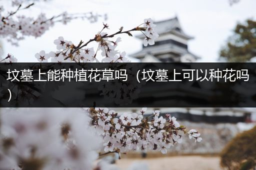 坟墓上能种植花草吗（坟墓上可以种花吗）