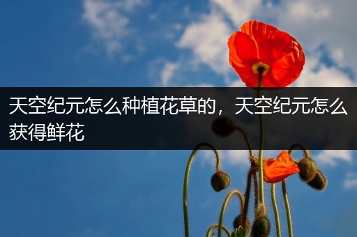 天空纪元怎么种植花草的，天空纪元怎么获得鲜花