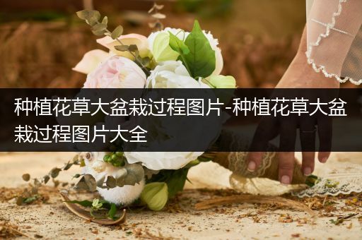 种植花草大盆栽过程图片-种植花草大盆栽过程图片大全