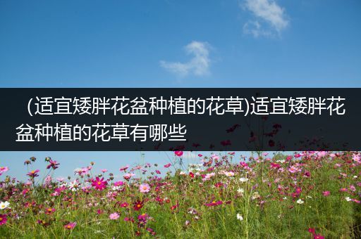 （适宜矮胖花盆种植的花草)适宜矮胖花盆种植的花草有哪些
