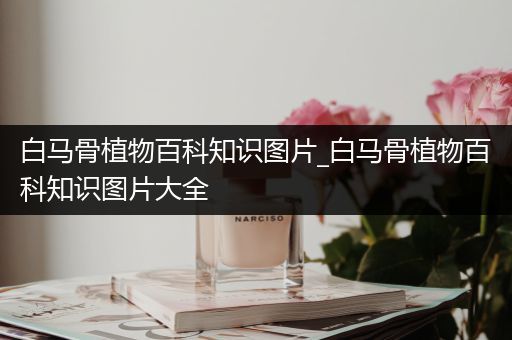 白马骨植物百科知识图片_白马骨植物百科知识图片大全