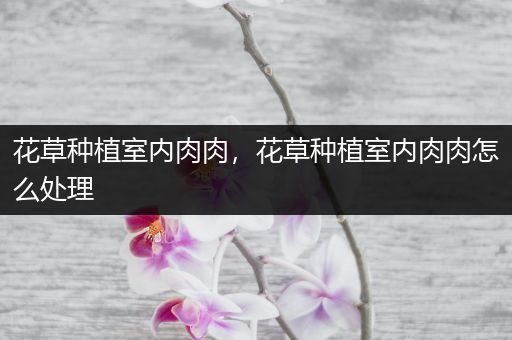 花草种植室内肉肉，花草种植室内肉肉怎么处理