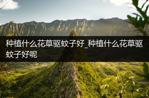 种植什么花草驱蚊子好_种植什么花草驱蚊子好呢