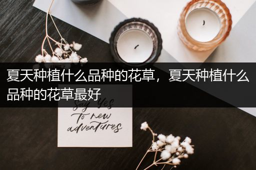 夏天种植什么品种的花草，夏天种植什么品种的花草最好
