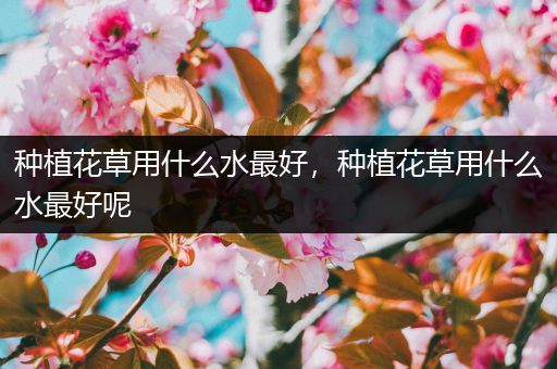 种植花草用什么水最好，种植花草用什么水最好呢