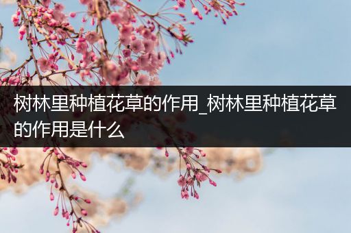 树林里种植花草的作用_树林里种植花草的作用是什么