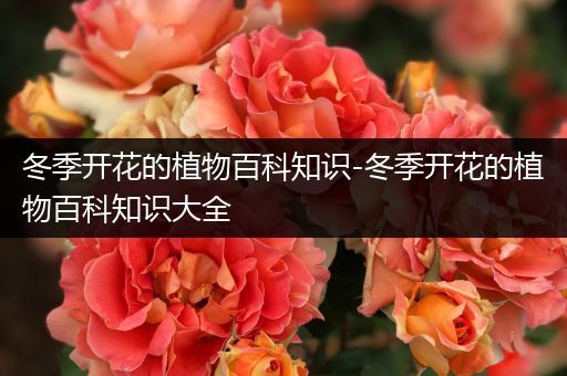 冬季开花的植物百科知识-冬季开花的植物百科知识大全