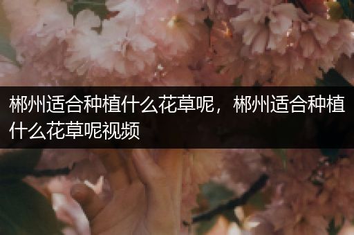 郴州适合种植什么花草呢，郴州适合种植什么花草呢视频