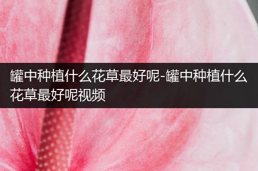 罐中种植什么花草最好呢-罐中种植什么花草最好呢视频