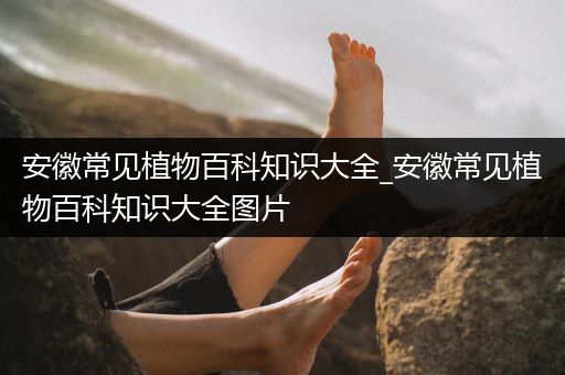 安徽常见植物百科知识大全_安徽常见植物百科知识大全图片