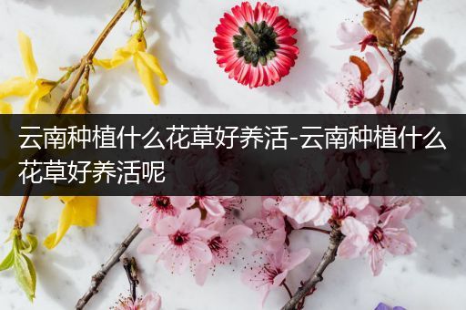 云南种植什么花草好养活-云南种植什么花草好养活呢