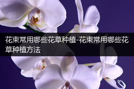花束常用哪些花草种植-花束常用哪些花草种植方法
