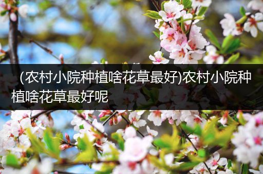 （农村小院种植啥花草最好)农村小院种植啥花草最好呢