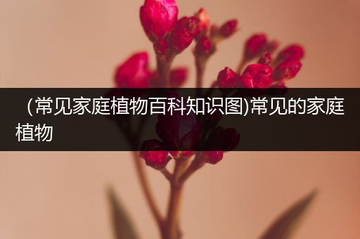 （常见家庭植物百科知识图)常见的家庭植物