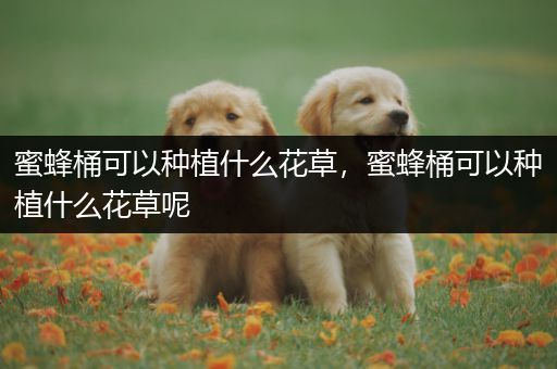 蜜蜂桶可以种植什么花草，蜜蜂桶可以种植什么花草呢