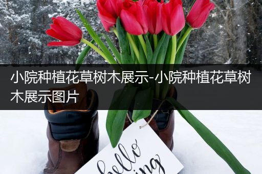 小院种植花草树木展示-小院种植花草树木展示图片