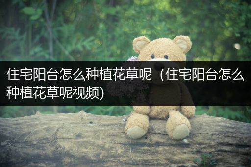 住宅阳台怎么种植花草呢（住宅阳台怎么种植花草呢视频）