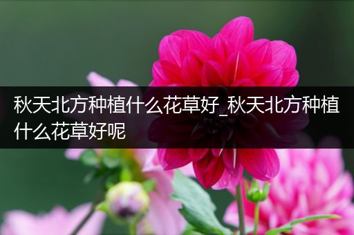 秋天北方种植什么花草好_秋天北方种植什么花草好呢