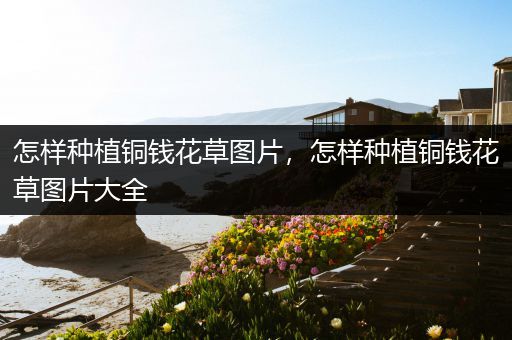 怎样种植铜钱花草图片，怎样种植铜钱花草图片大全