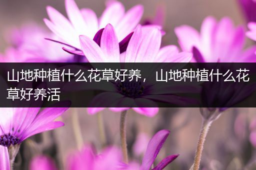 山地种植什么花草好养，山地种植什么花草好养活